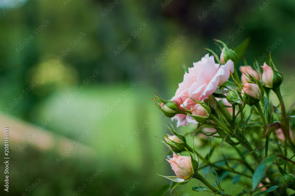 rosa in miniatura color crema e arancio delicata piena di boccioli dopo un acquazzone primaverile rosa in miniatura color crema e arancio delicata piena di boccioli dopo un acquazzone primaverile