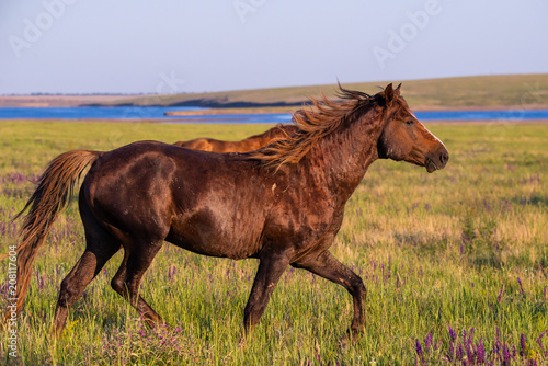 Wild horses graze in the meadow at sunset