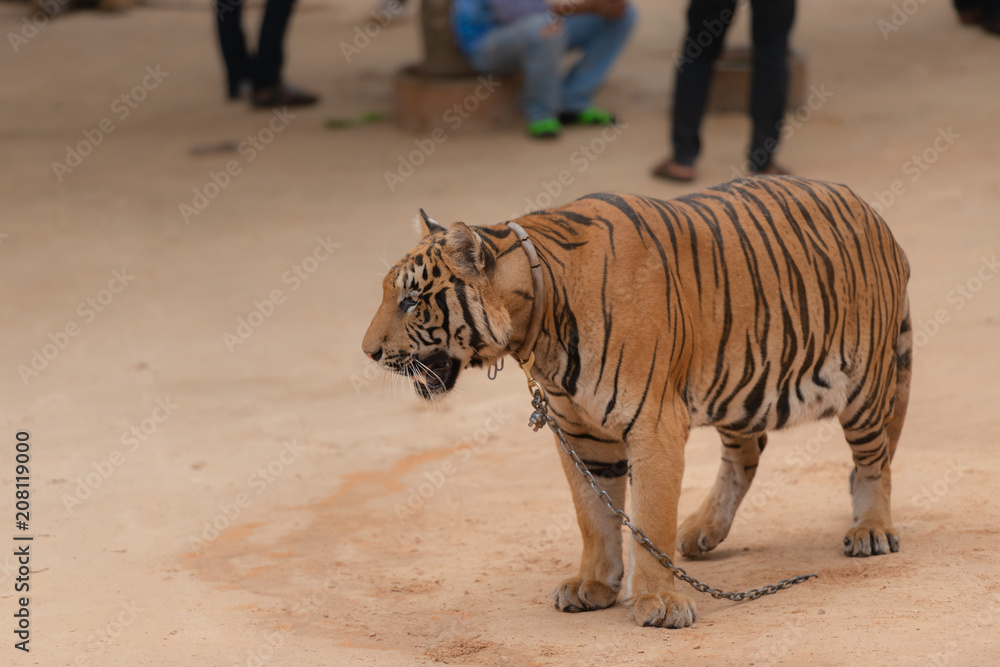 Fototapeta premium Royal Tiger laying Chained on Stage for the Safety of Tourists in the open zoo.