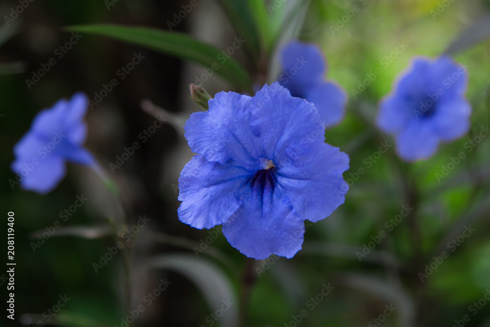 Obraz premium Ruellia simplex is a species of flowering plant in the acanthus family 