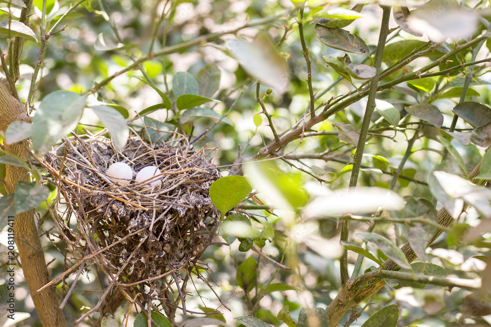 Dove Nest with Two Eggs, Space for Text