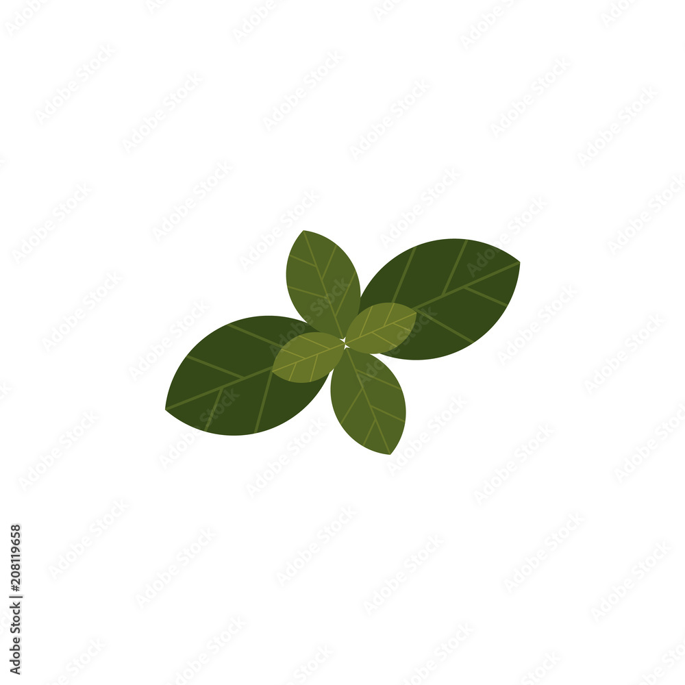Raw basil herb green leaves icon. Red healthy food, condiment full of vitamins. Fresh nutritions source, dieting and healthy life style symbol. Vector flat illustration isolated Raw basil herb green leaves icon. Red healthy food, condiment full of vitamins. Fresh nutritions source, dieting and healthy life style symbol. Vector flat illustration isolated