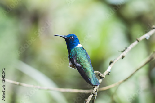 Blue Hummingbird (Trochilidae) sitting on a branch / Blue Hummingbird (Trochilidae) sits on a branch, cloud forest, Ecuador.