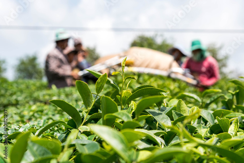 The tea plantations background . Green tea bud and fresh leaves with blur background picture is a farmer is harvesting tea leaves.