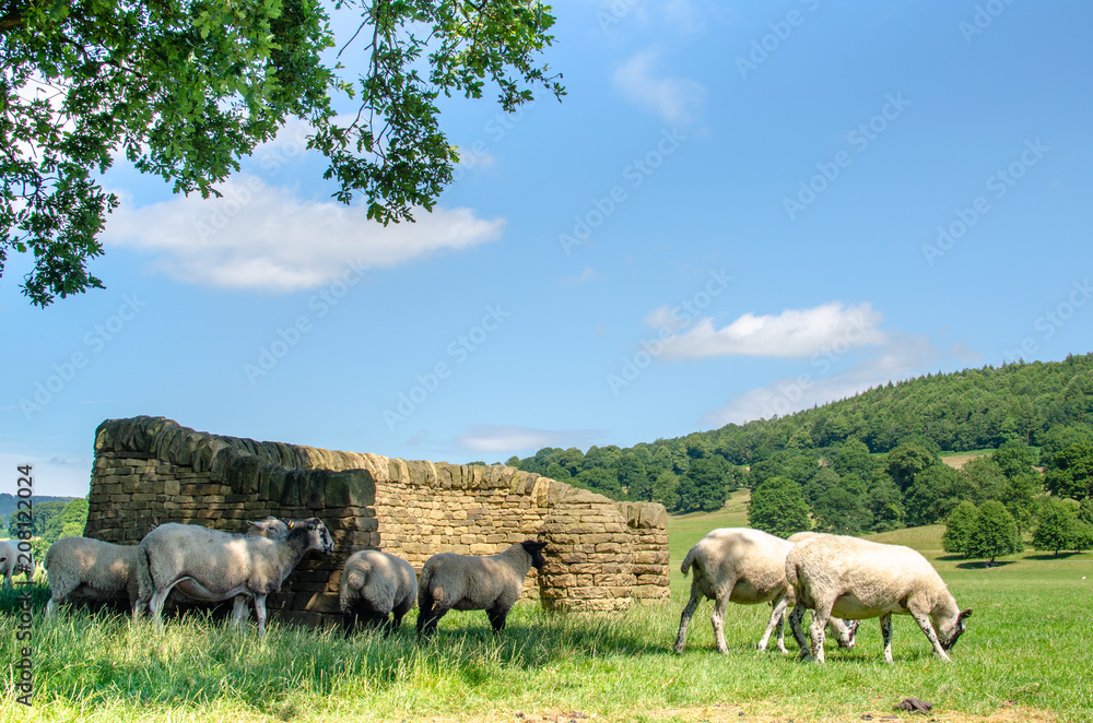 Sheep grazing in lush countryside landscape. Photo taken at Chatsworth Park in the Peak District, Derbyshire Sheep grazing in lush countryside landscape. Photo taken at Chatsworth Park in the Peak District, Derbyshire