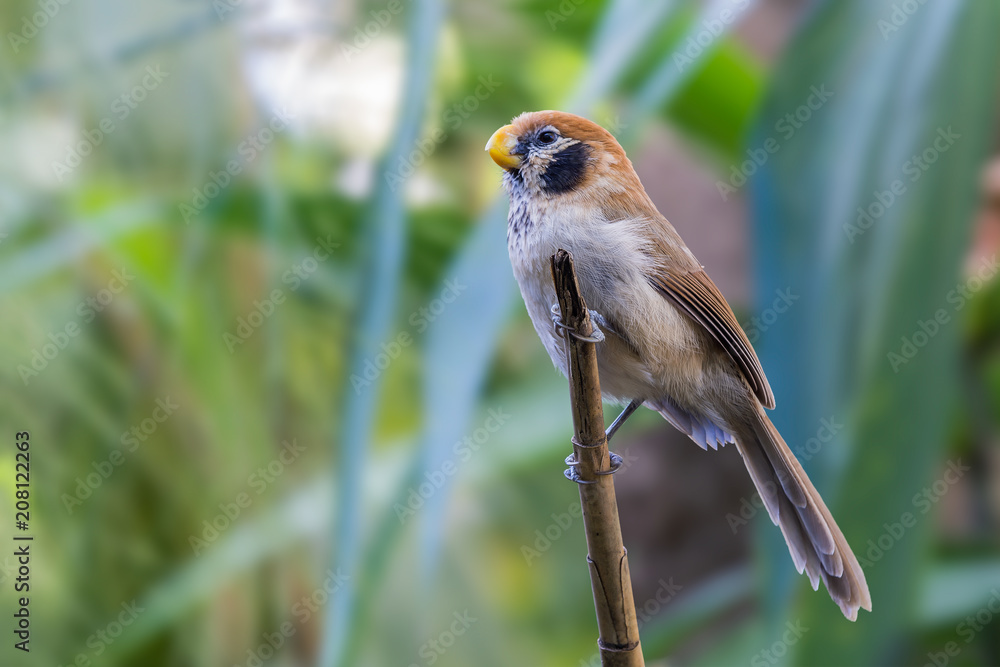 Spot-breasted Parrotbill or Paradoxornis guttaticollis, beautiful brown bird on branch with green background at Doi Sun Juh, northern Thailand.