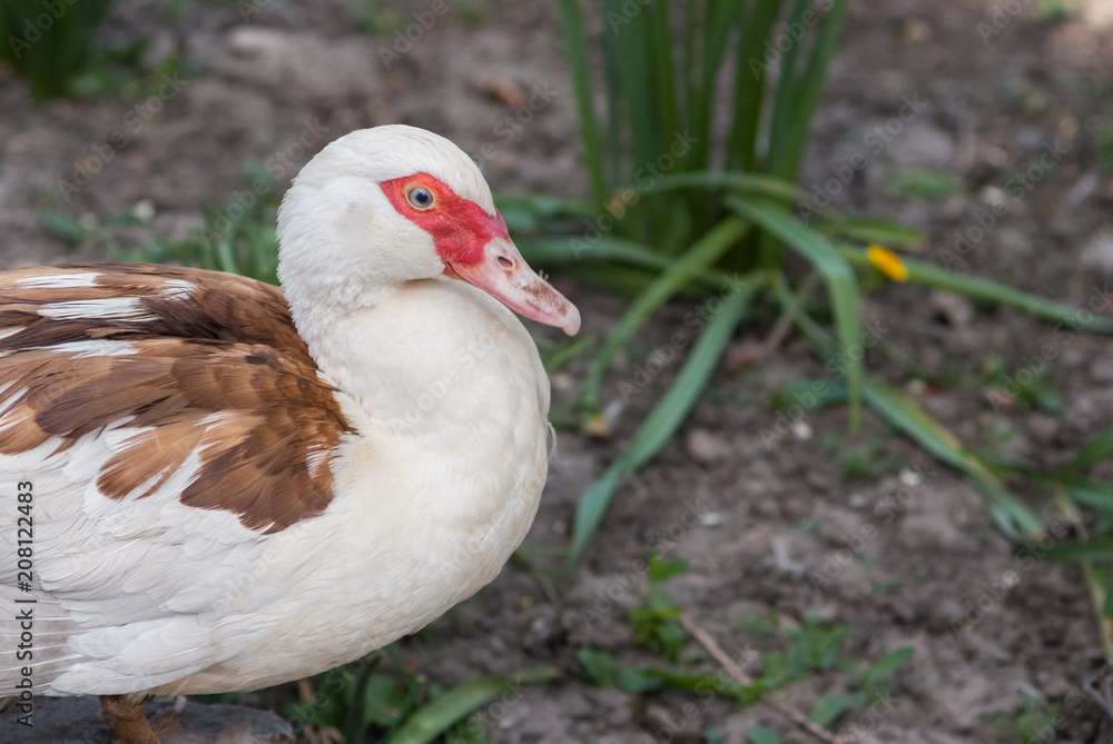 Duck close up portrait , painting like photo of white swan , duck, website material Duck close up portrait , painting like photo of white swan , duck, website material