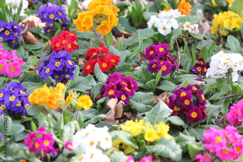 beautifully colorful flowers, flower bed