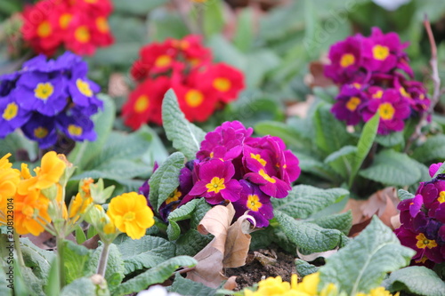 Fototapeta Naklejka Na Ścianę i Meble -  beautifully colorful flowers, flower bed
