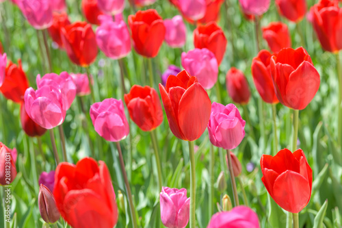 Red Tulips - Bright midday sun shines on a blooming red tulip field.