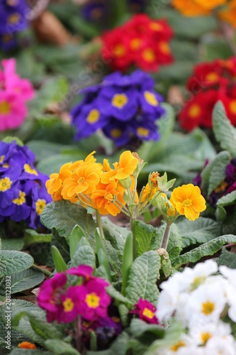 beautifully colorful flowers, flower bed