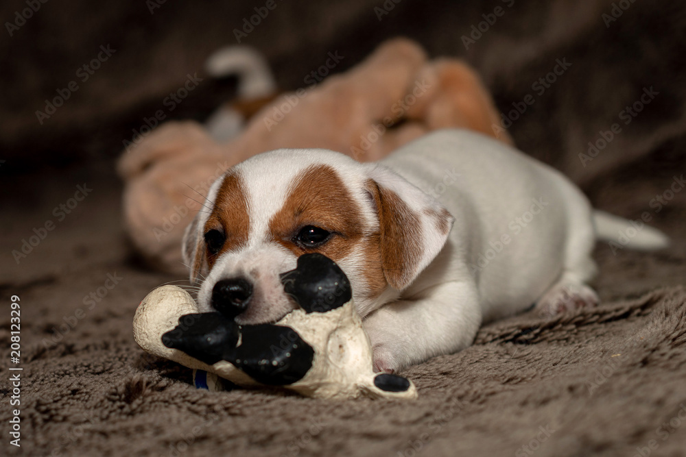Jack Russell puppy plays with her toys.