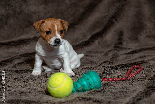Jack Russell puppy plays with her toys.