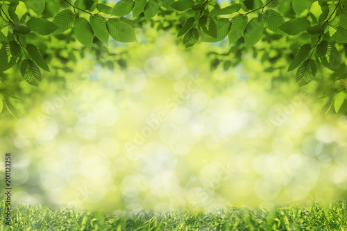 Spring or summer background, green tree leaves, frame