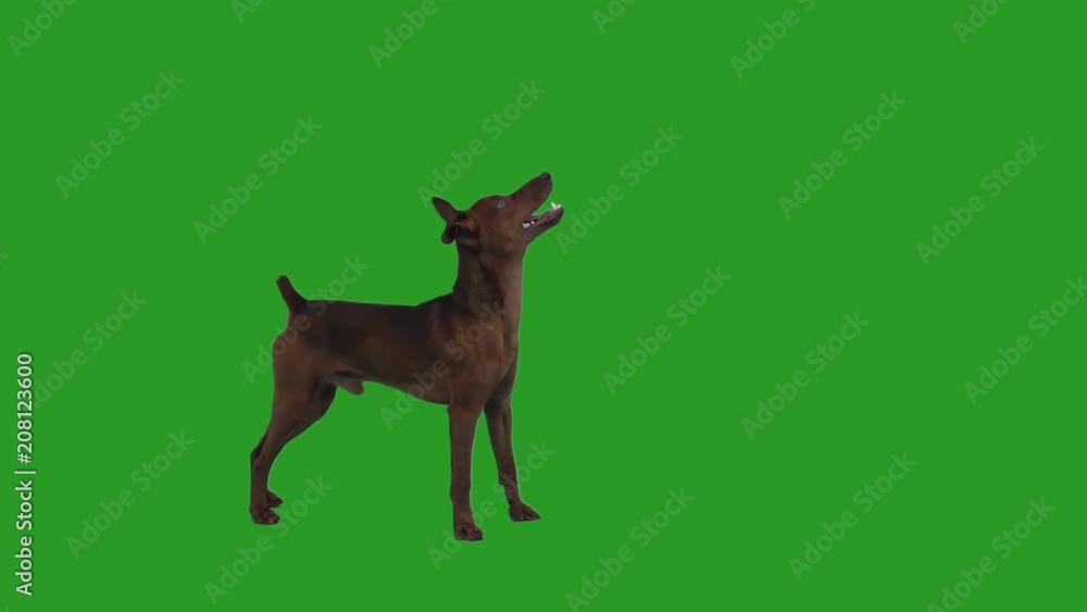 Miniature Pinscher Dog stands on the green screen Miniature Pinscher Dog stands on the green screen