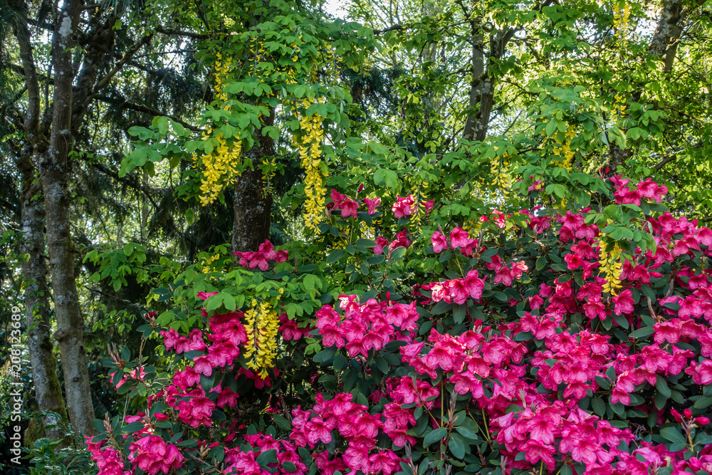 Yellow And Pink Flowers Background 2