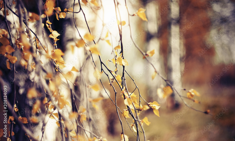 Branches of the birch in autumn with yellow leaves. Branches of the birch in autumn with yellow leaves.