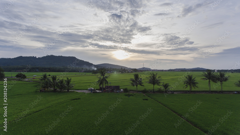 Aerial View of paddy field in Kedah,Malaysia.