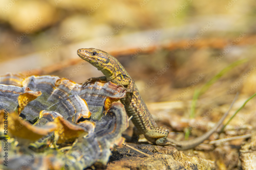 Fototapeta premium Lézard commun