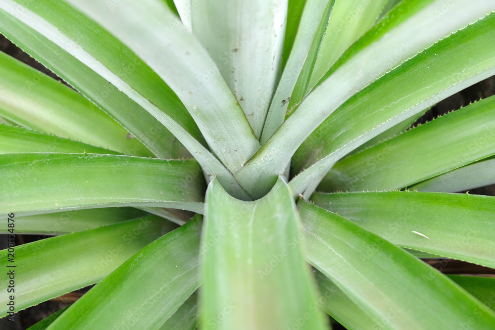 Obraz premium top view of pineapple tree