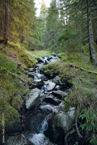 Fototapeta Naklejka Na Ścianę i Meble -  Clear water stream with big river stones in spring mountain forest with moss. Carpathian Mountains, Ukraine