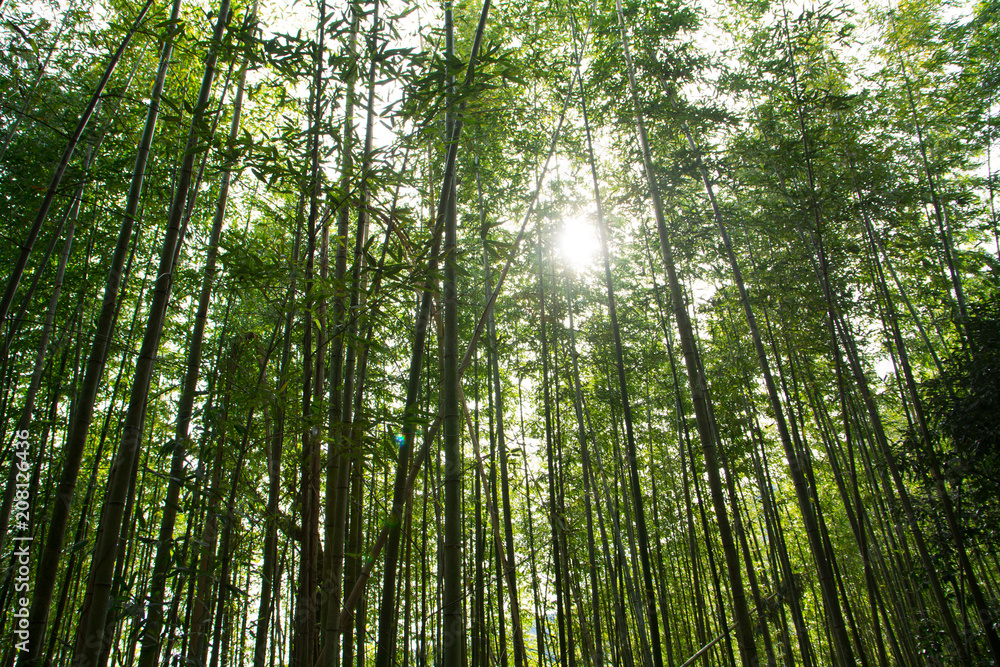 Naklejka premium 竹林