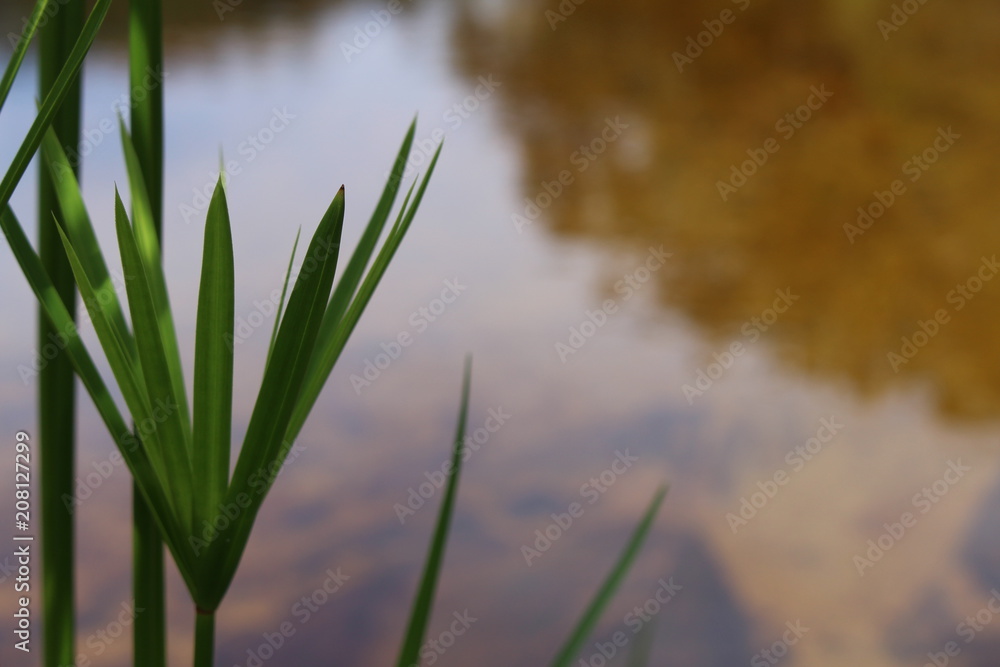 Obraz premium mirror water