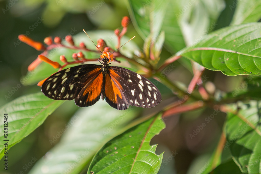 Obraz premium butterfly in the jungle forest in Costa rica.