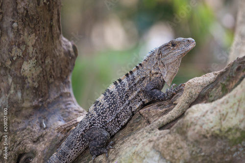 Lizard in the Manuel Antonip National park in the Costa rica