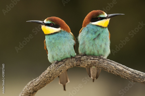 Foto European bee-eater (Merops apiaster), couple perched on a branch
