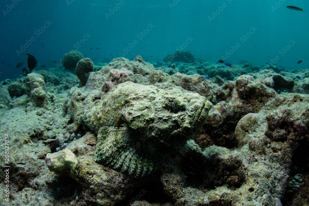 Fototapeta premium Well-camouflaged Devil Scorpionfish