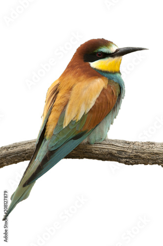 European bee-eater (Merops apiaster), Perched on a branch, with white background © JAH