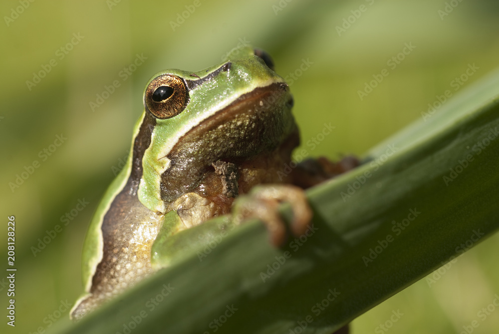 Obraz premium Pretty amphibian green European tree frog, Hyla arborea, sitting on the grass, Spain