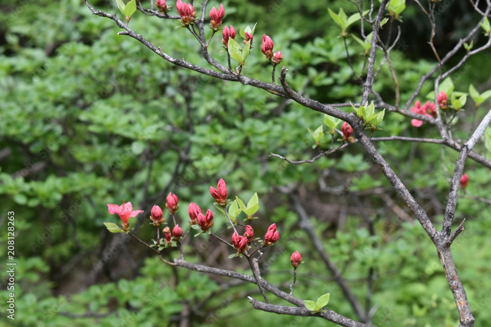 flowers flowers