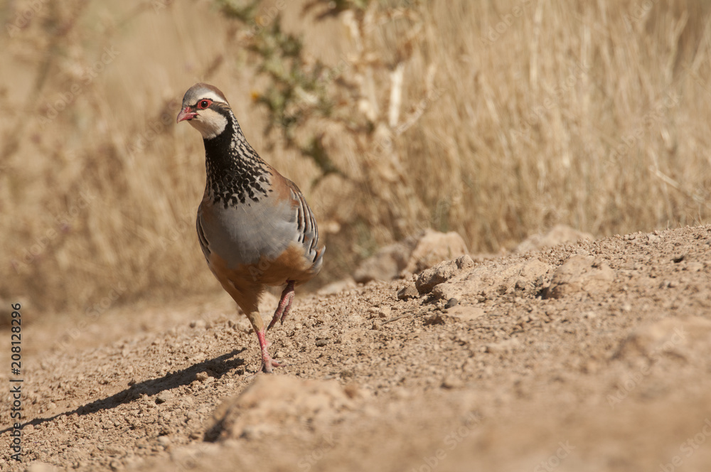 The red-legged, Alectoris rufa, among the grass The red-legged, Alectoris rufa, among the grass