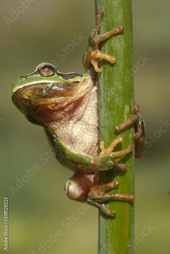 Pretty amphibian green European tree frog, Hyla arborea, sitting on the grass, Spain