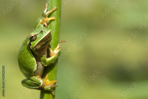 Pretty amphibian green European tree frog, Hyla arborea, sitting on the grass, Spain