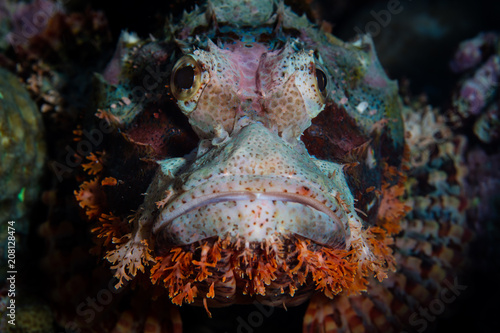 Tasseled Scorpionfish on Reef in Indonesia