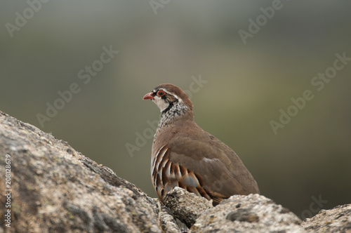 The red-legged, Alectoris rufa, resting