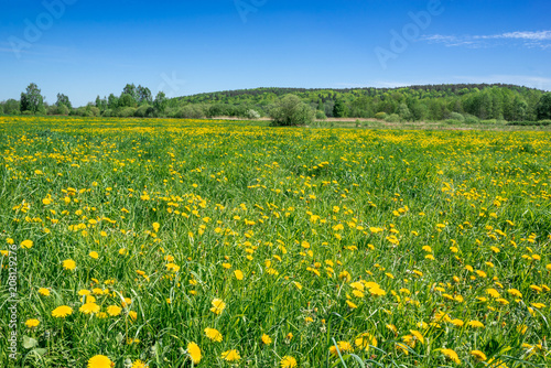Grass field with dandelions, landscape with flowers on meadow in spring scenery and blue sky
