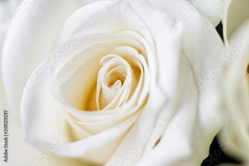 Macro White Rose 2