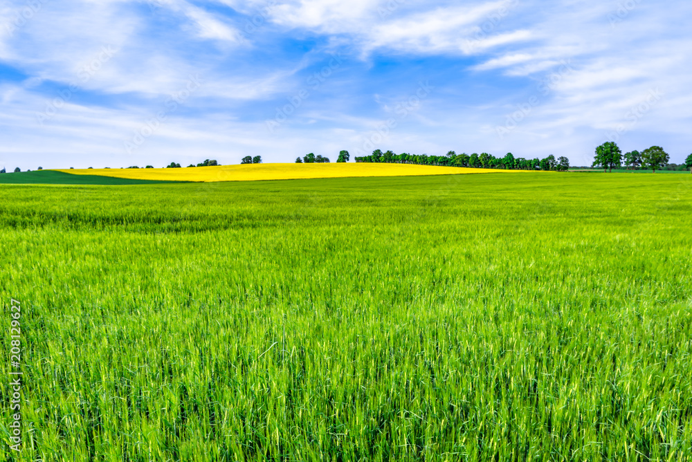 Fototapeta premium Grass field, green barley fields and sky, spring landscape