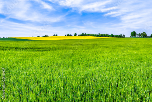 Grass field, green barley fields and sky, spring landscape