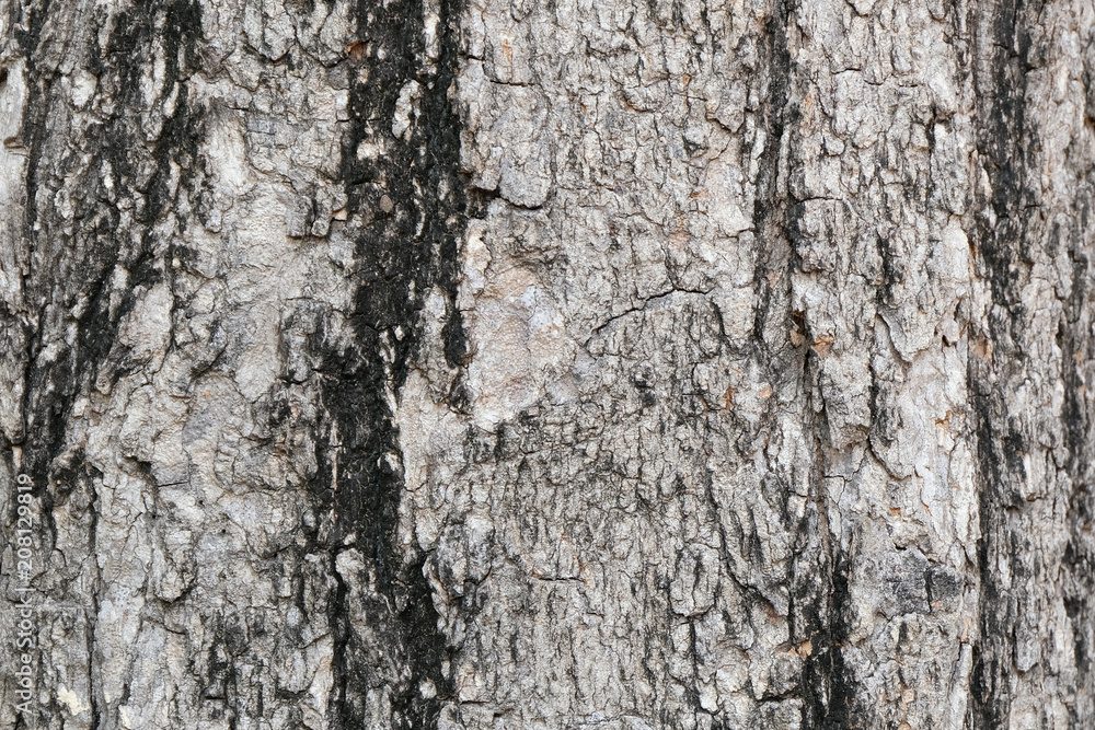 Fototapeta premium bark of tree texture , soft focus