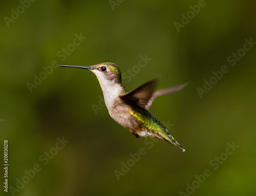 Ruby throated hummingbird shot in a bpreal forest Quebec, Canada.