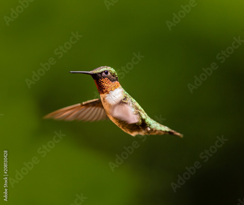 Male Ruby throated humming bird in flight.