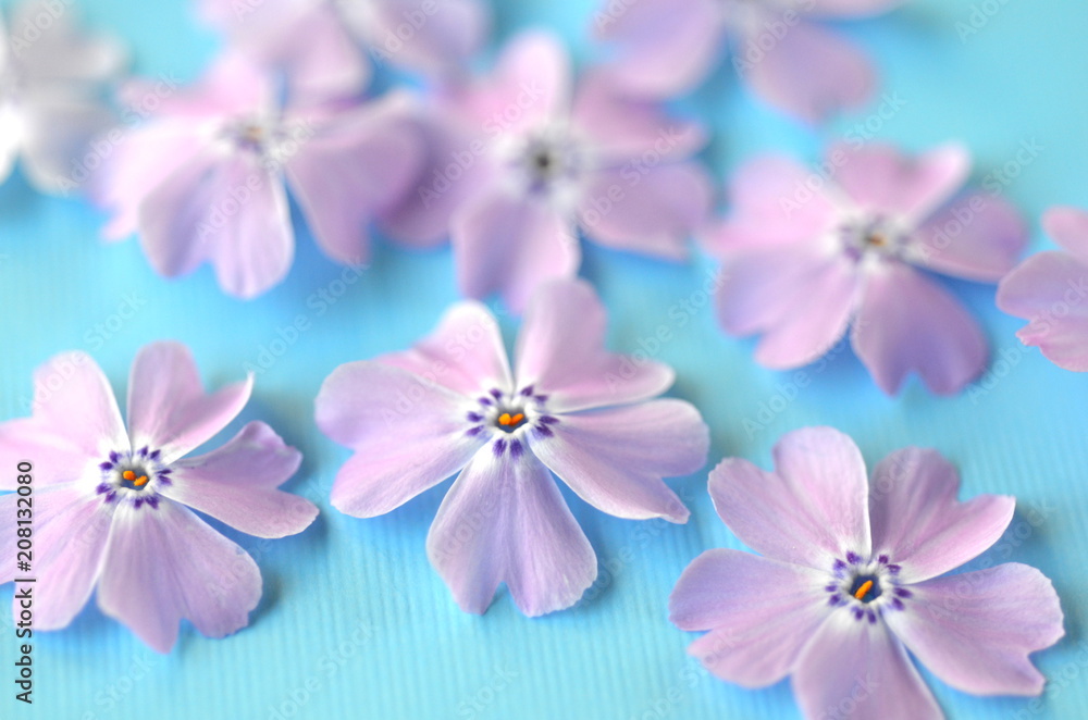 Lavender violet phlox flowers on turquoise teal blue pastel flat layout with copy space Lavender violet phlox flowers on turquoise teal blue pastel flat layout with copy space