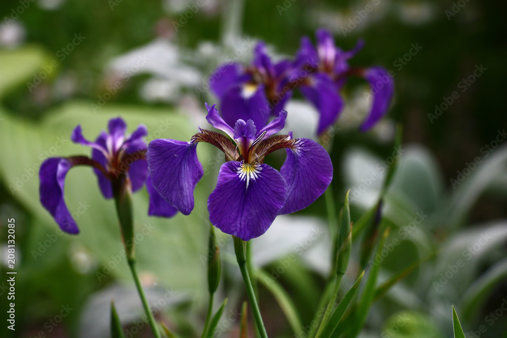 Magnificent modest iris./Violet flowers of an iris are very beautiful against the background of other garden plants. Magnificent modest iris./Violet flowers of an iris are very beautiful against the background of other garden plants.