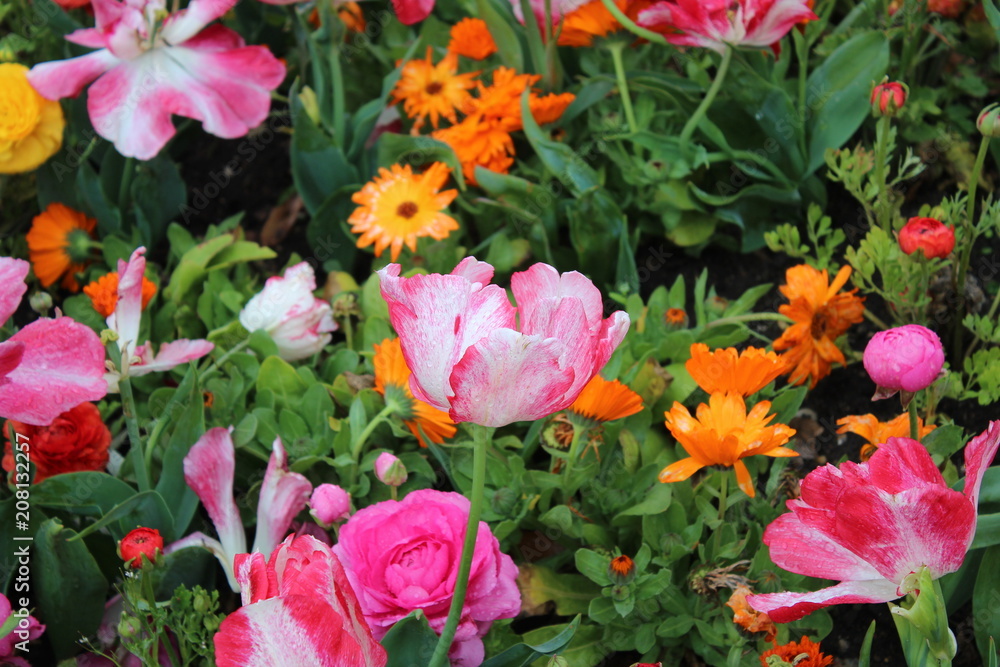 Campo de flores Campo de flores
