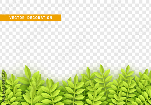 Grass, shape plant leaves border isolated with transparent background. Vector Illustration